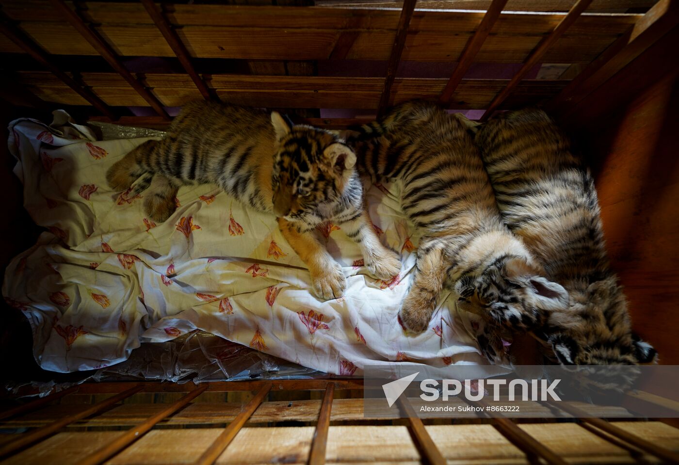 Russia DPR Zoo Tiger Cubs