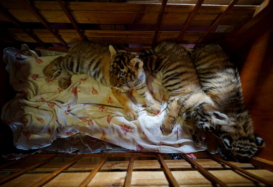 Russia DPR Zoo Tiger Cubs