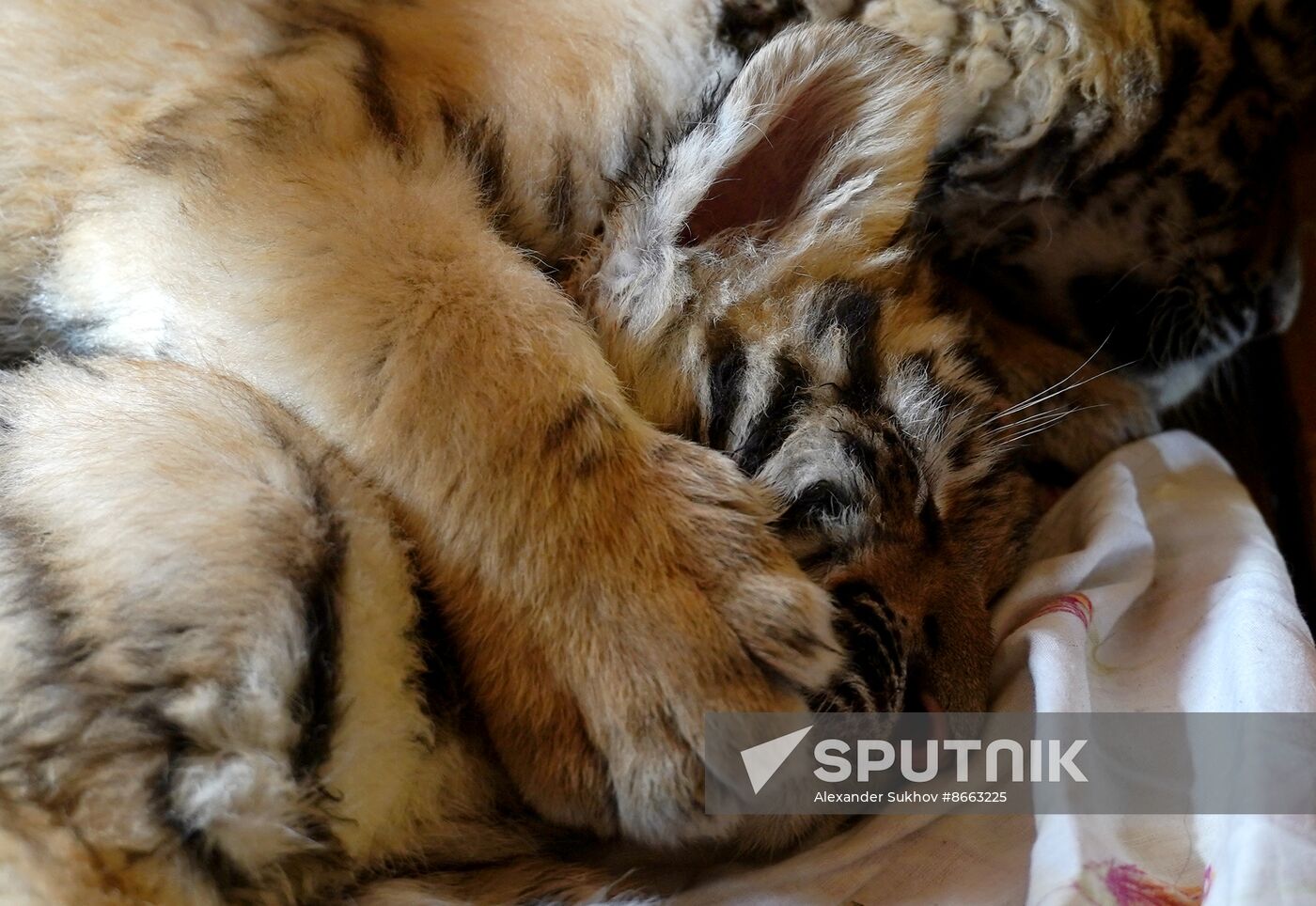 Russia DPR Zoo Tiger Cubs