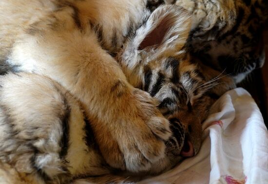 Russia DPR Zoo Tiger Cubs