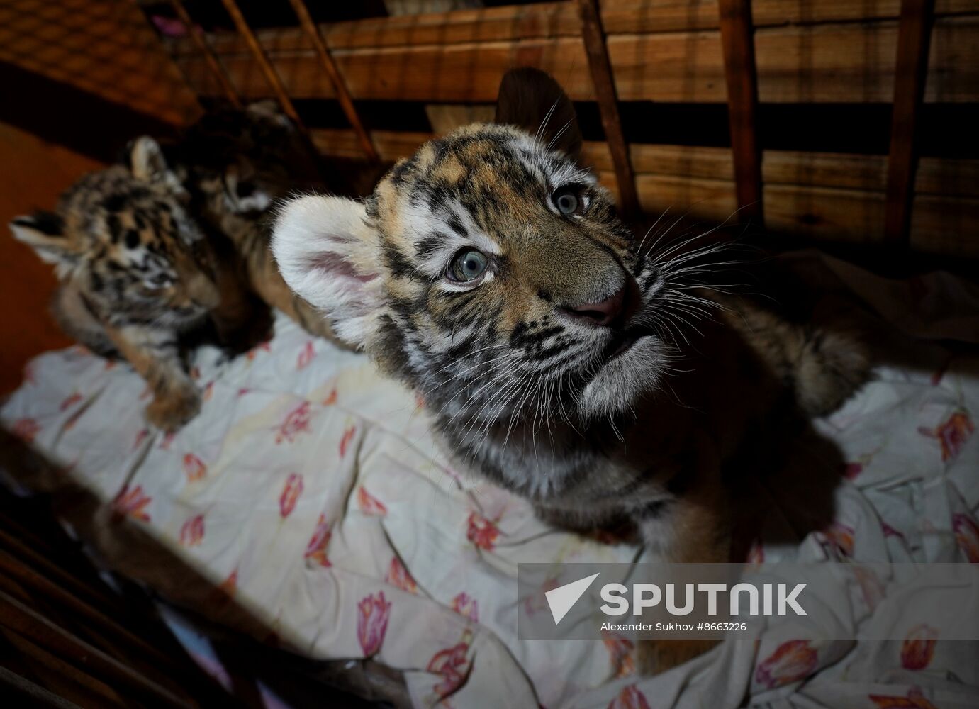 Russia DPR Zoo Tiger Cubs