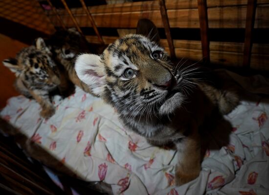 Russia DPR Zoo Tiger Cubs