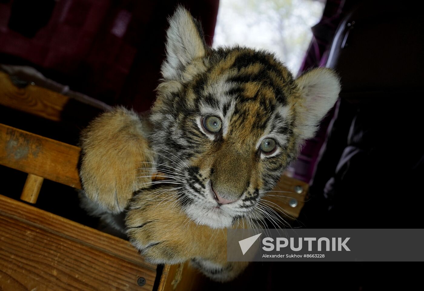 Russia DPR Zoo Tiger Cubs