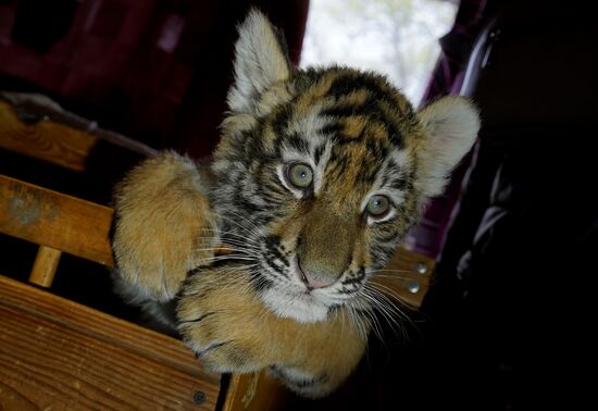 Russia DPR Zoo Tiger Cubs