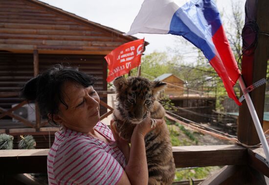 Russia DPR Zoo Tiger Cubs