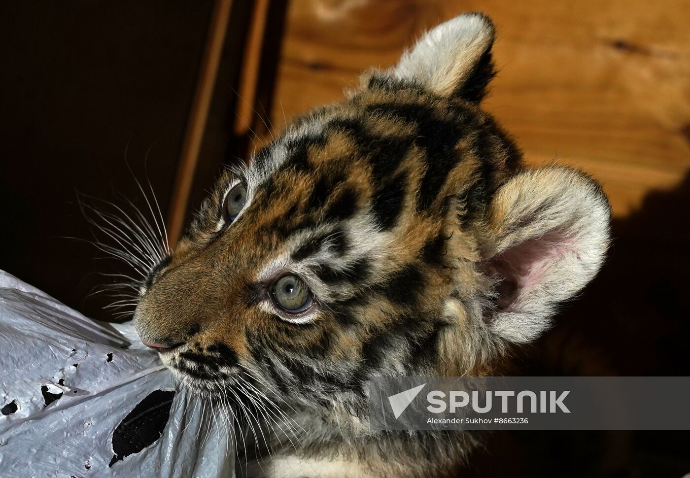 Russia DPR Zoo Tiger Cubs