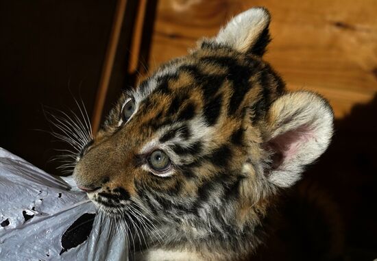 Russia DPR Zoo Tiger Cubs