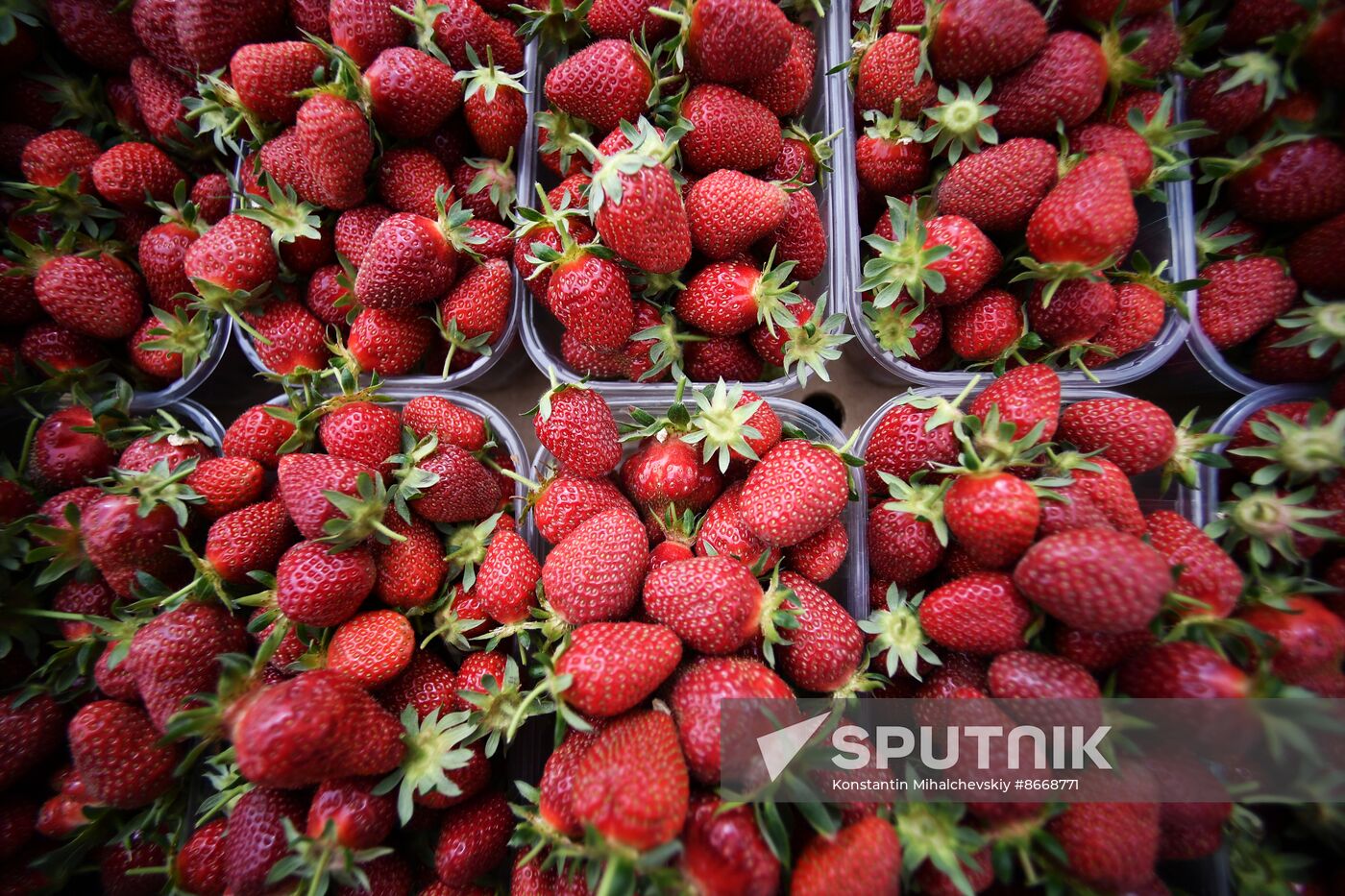 Russia Agriculture Strawberry Harvest