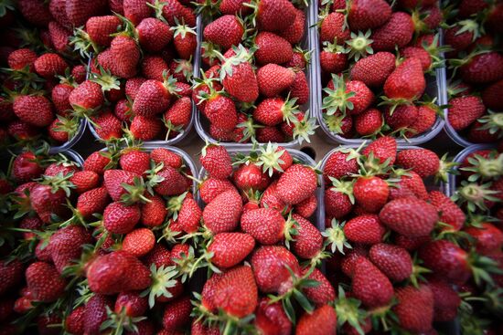 Russia Agriculture Strawberry Harvest