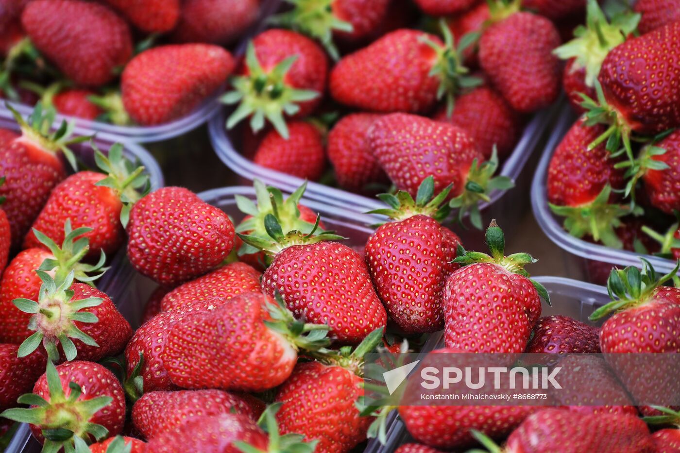 Russia Agriculture Strawberry Harvest