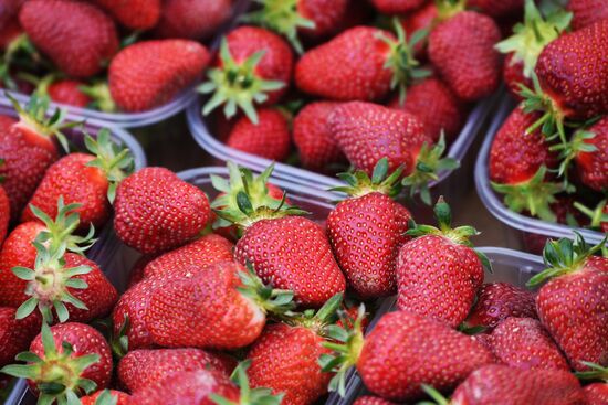 Russia Agriculture Strawberry Harvest