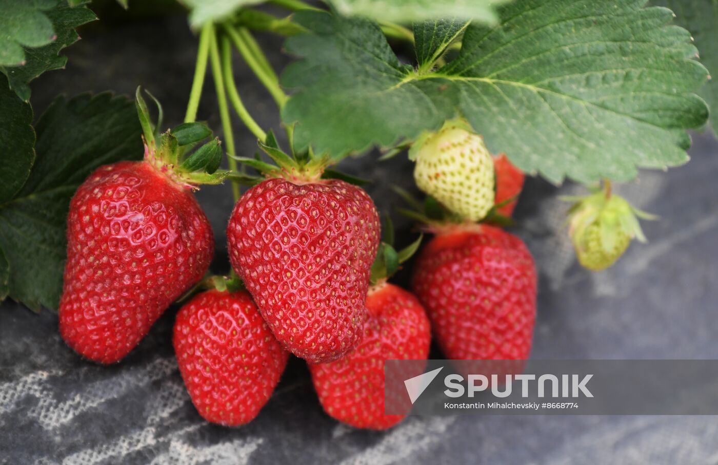 Russia Agriculture Strawberry Harvest