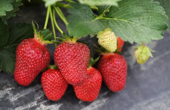 Russia Agriculture Strawberry Harvest