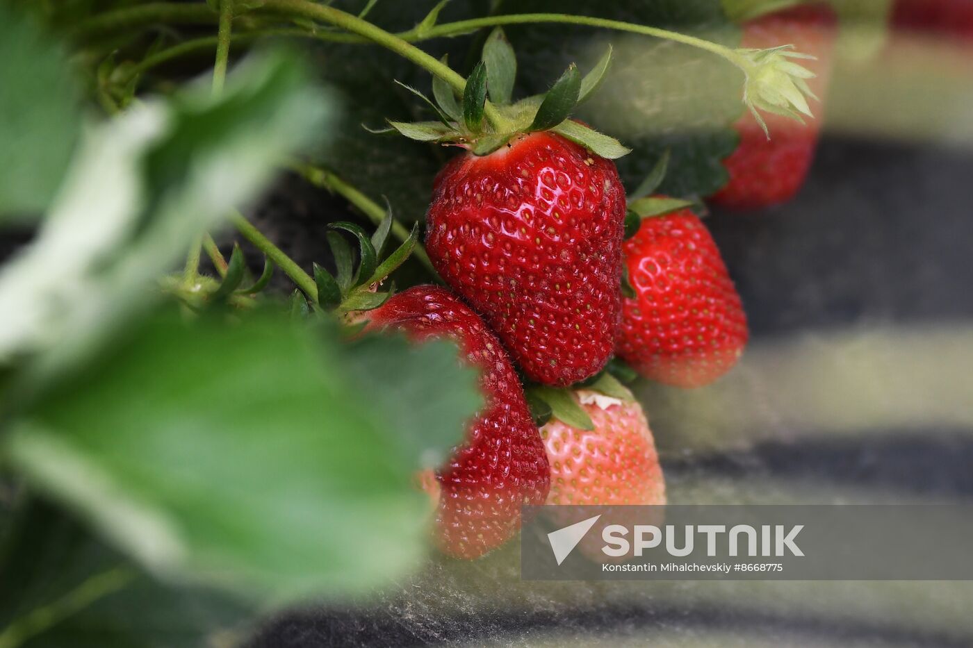 Russia Agriculture Strawberry Harvest