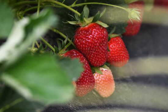 Russia Agriculture Strawberry Harvest