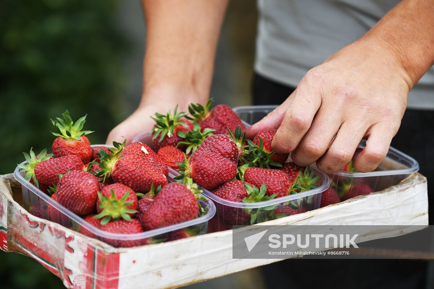 Russia Agriculture Strawberry Harvest