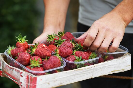 Russia Agriculture Strawberry Harvest