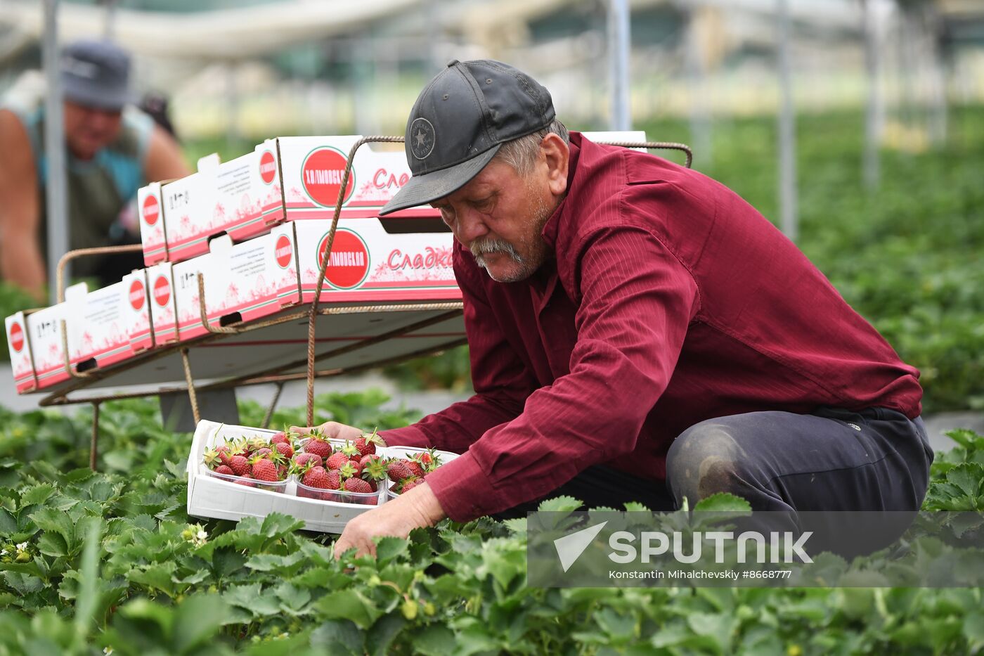 Russia Agriculture Strawberry Harvest