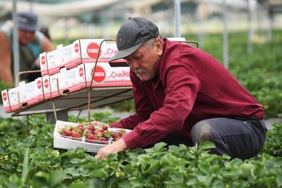 Russia Agriculture Strawberry Harvest