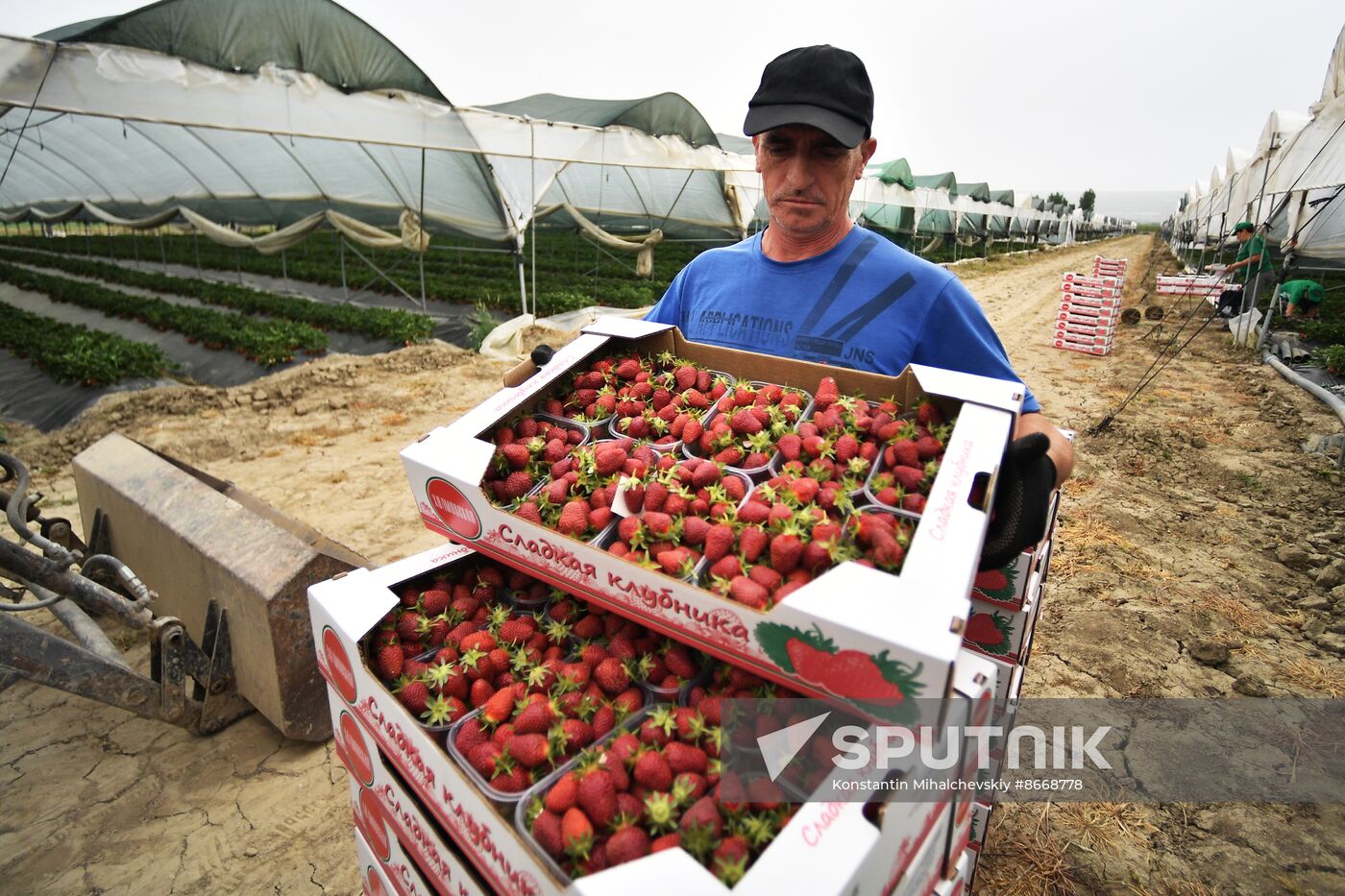 Russia Agriculture Strawberry Harvest