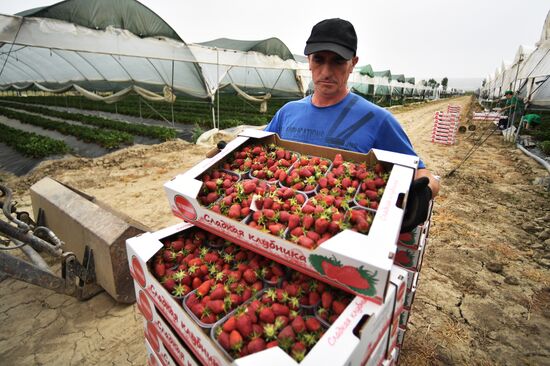 Russia Agriculture Strawberry Harvest