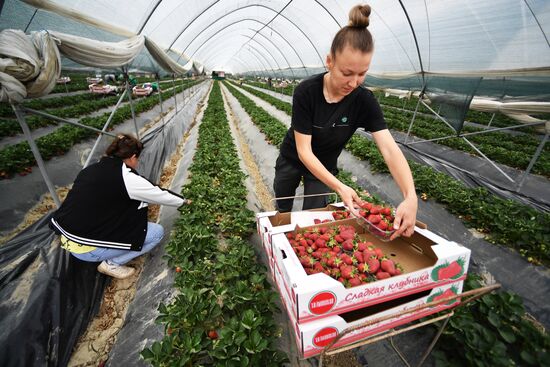 Russia Agriculture Strawberry Harvest
