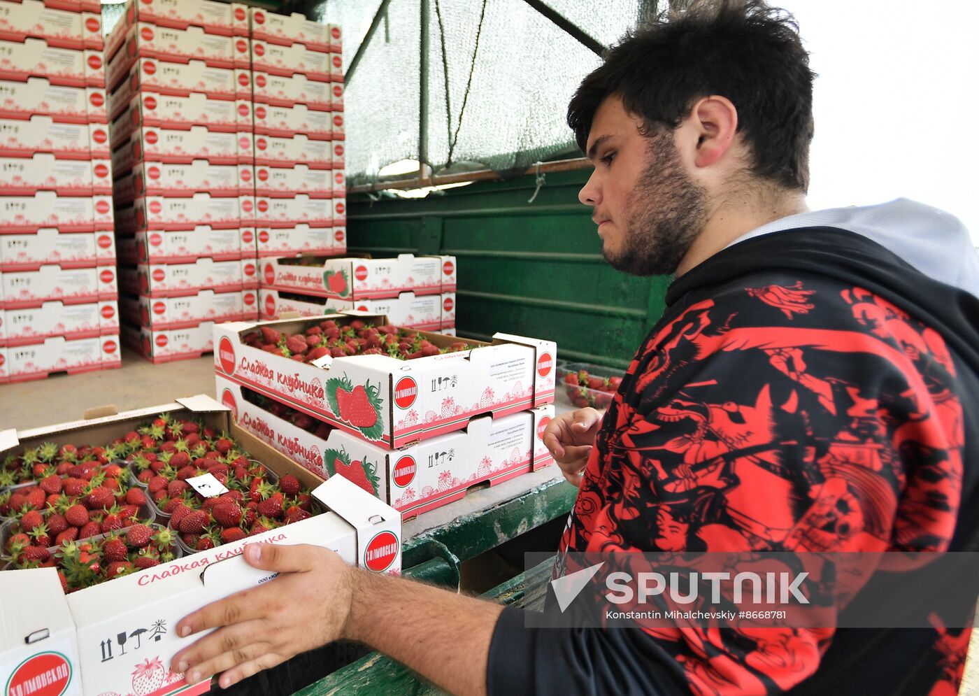 Russia Agriculture Strawberry Harvest