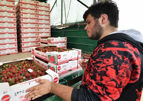 Russia Agriculture Strawberry Harvest