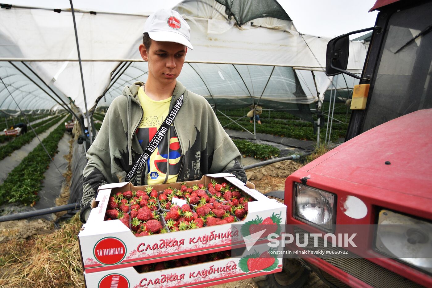 Russia Agriculture Strawberry Harvest