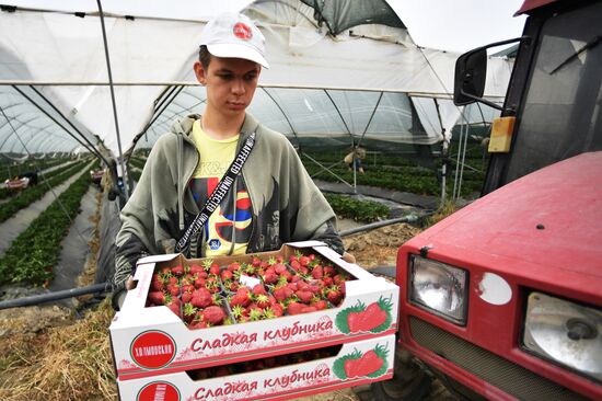 Russia Agriculture Strawberry Harvest