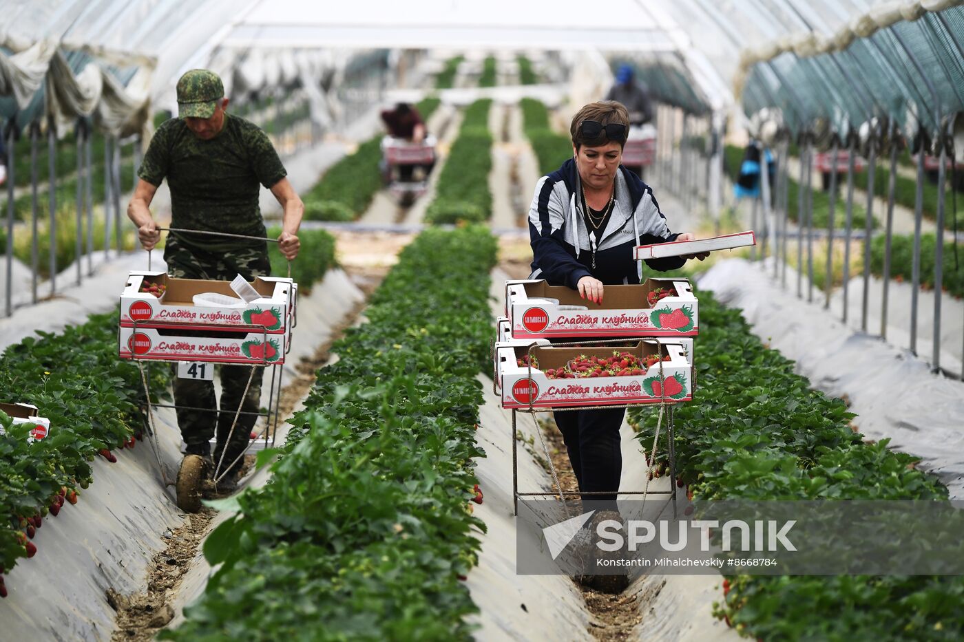 Russia Agriculture Strawberry Harvest