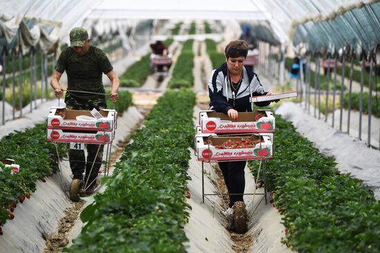 Russia Agriculture Strawberry Harvest