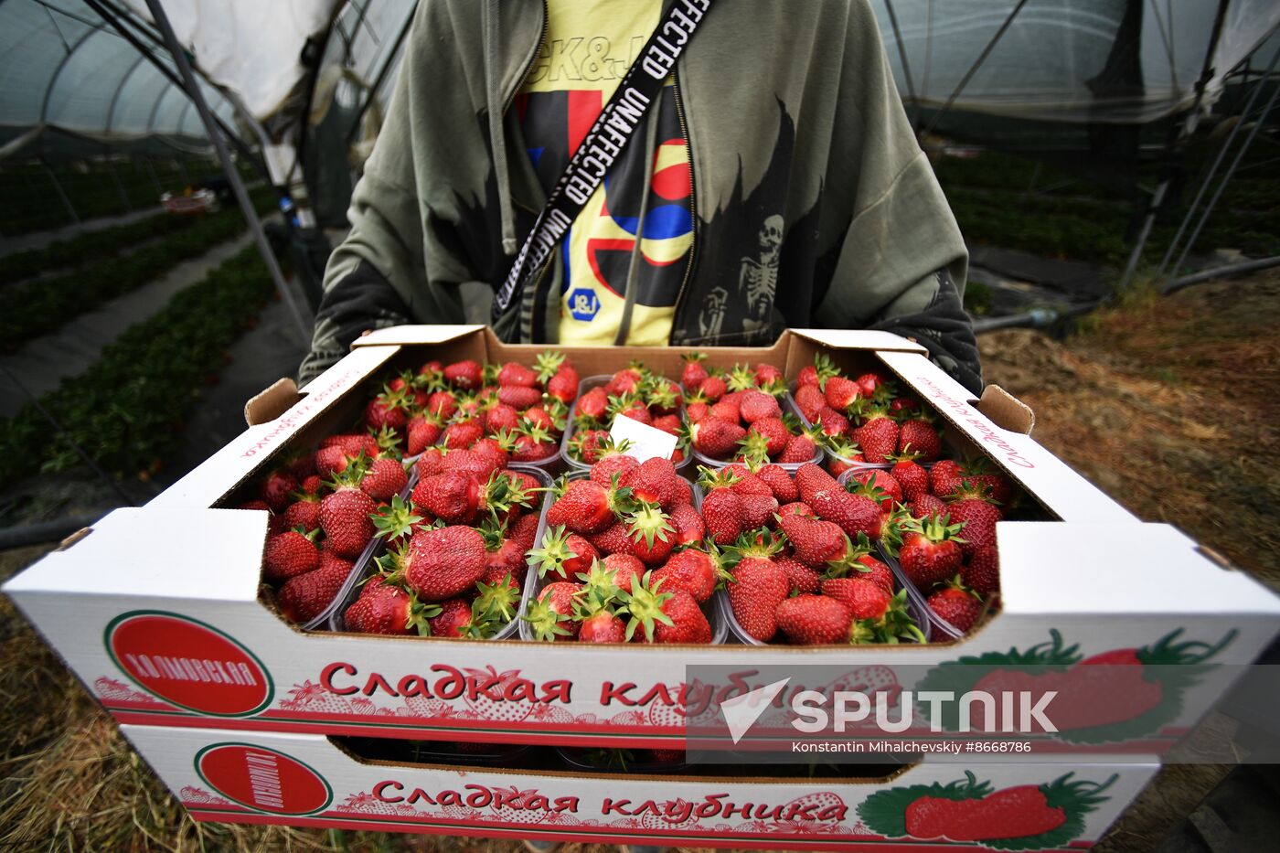 Russia Agriculture Strawberry Harvest