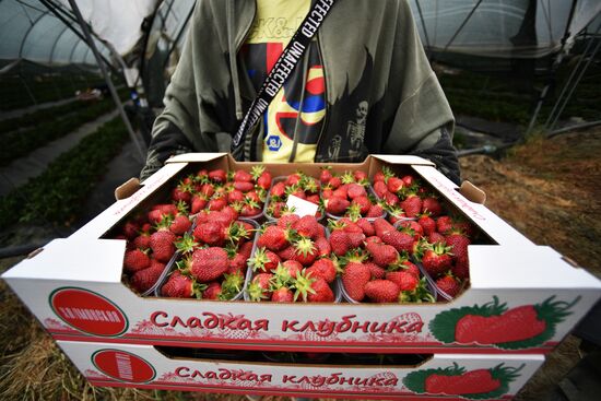Russia Agriculture Strawberry Harvest