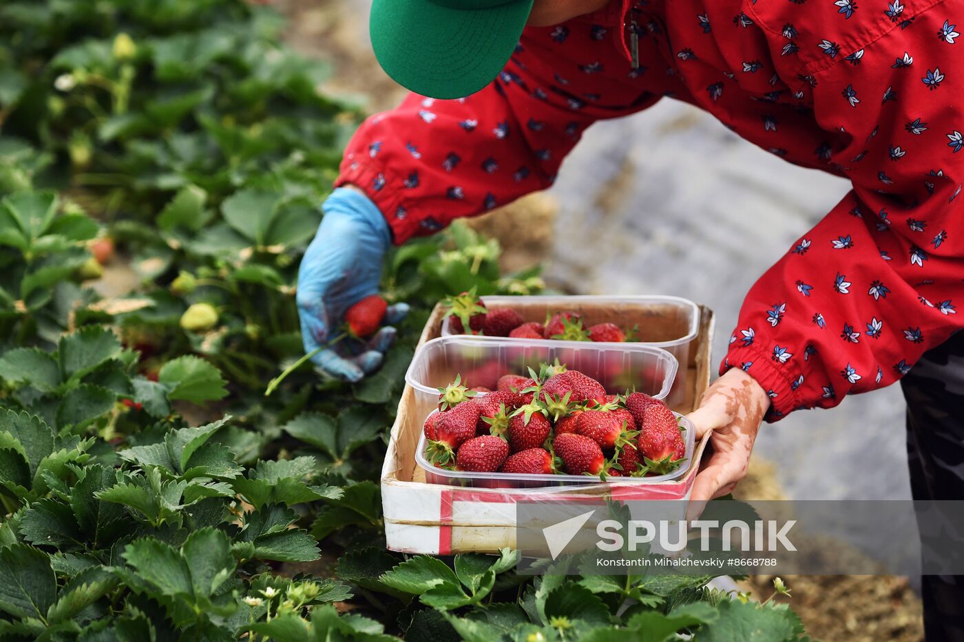 Russia Agriculture Strawberry Harvest