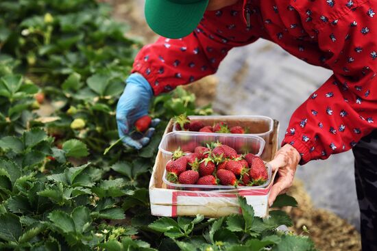 Russia Agriculture Strawberry Harvest
