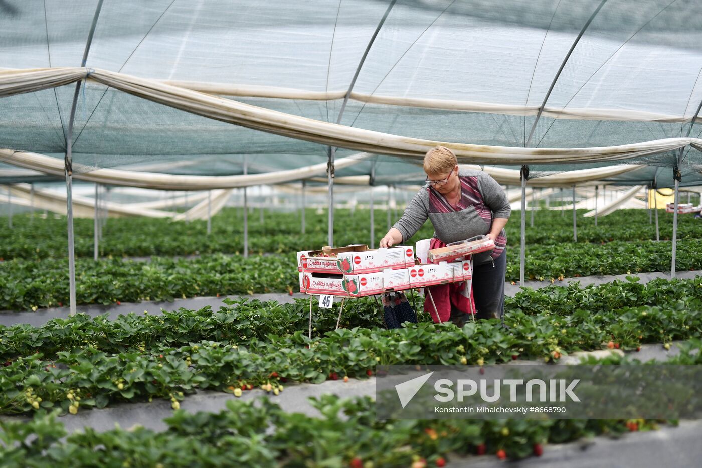 Russia Agriculture Strawberry Harvest