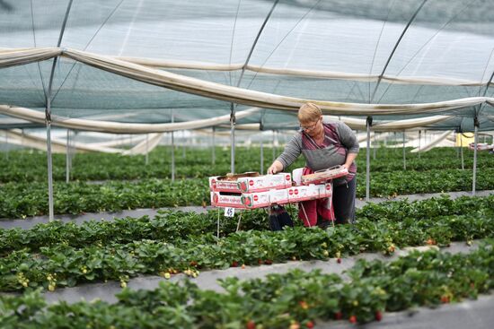 Russia Agriculture Strawberry Harvest