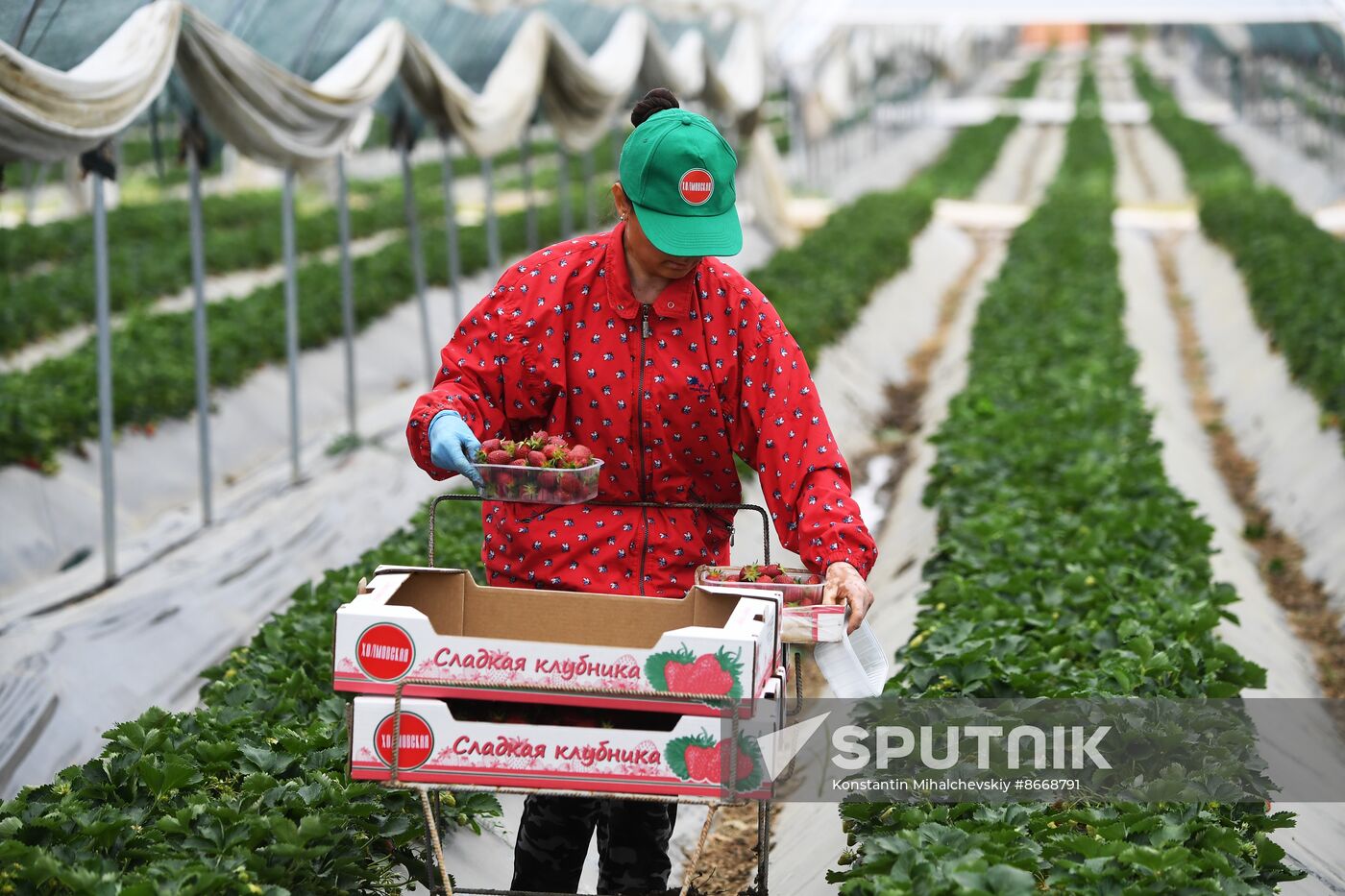 Russia Agriculture Strawberry Harvest