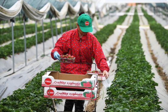 Russia Agriculture Strawberry Harvest