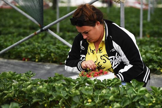 Russia Agriculture Strawberry Harvest