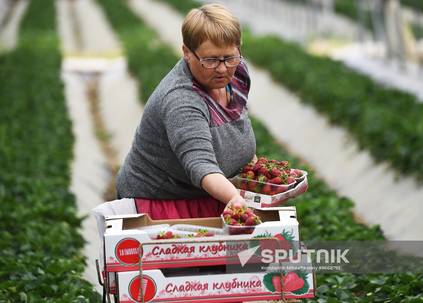 Russia Agriculture Strawberry Harvest
