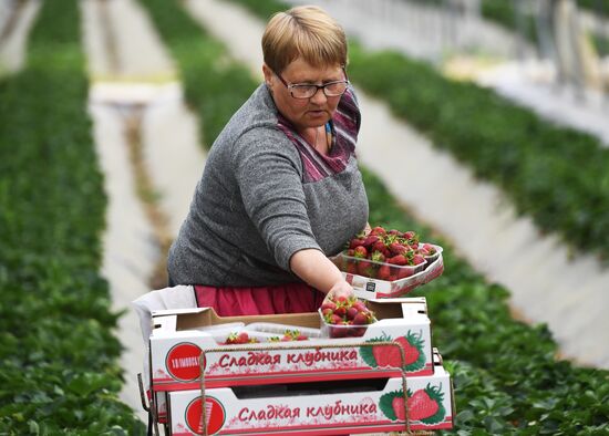 Russia Agriculture Strawberry Harvest