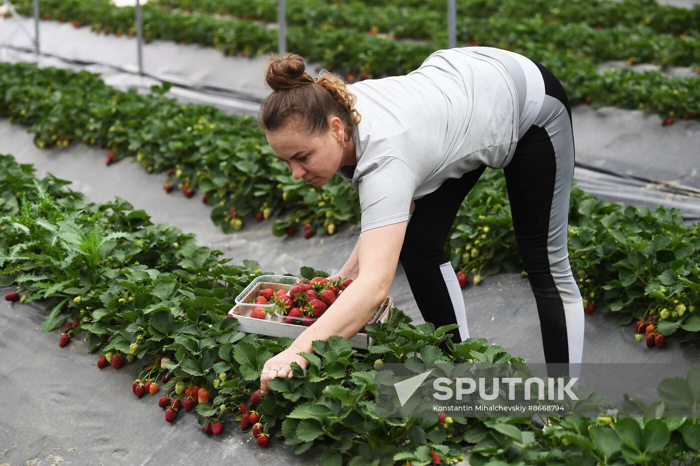 Russia Agriculture Strawberry Harvest