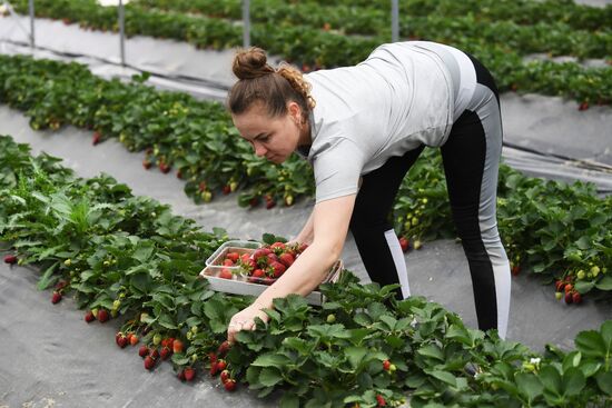 Russia Agriculture Strawberry Harvest