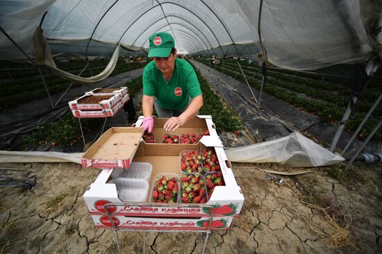 Russia Agriculture Strawberry Harvest