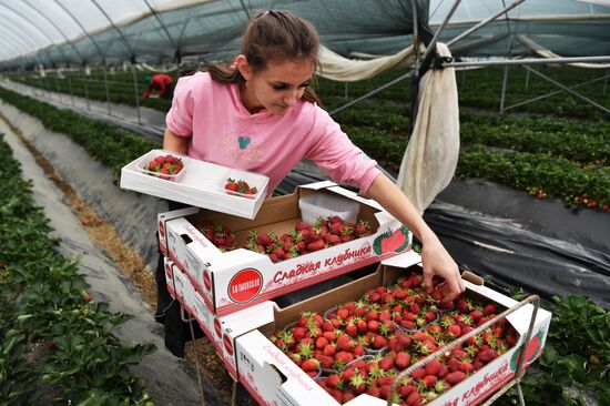 Russia Agriculture Strawberry Harvest