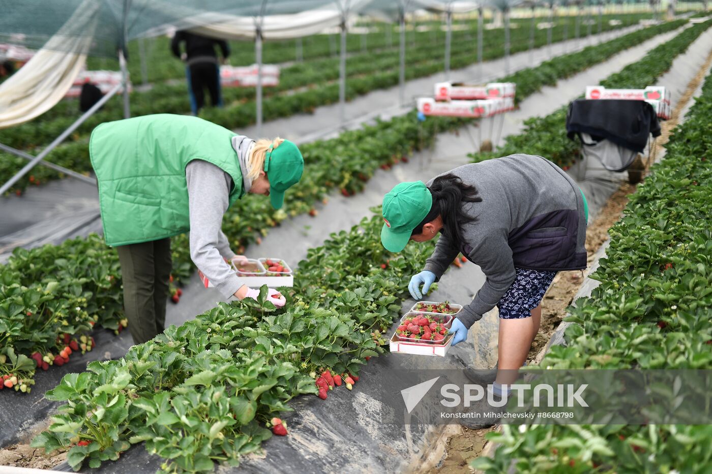 Russia Agriculture Strawberry Harvest