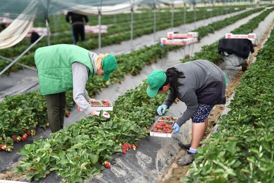 Russia Agriculture Strawberry Harvest