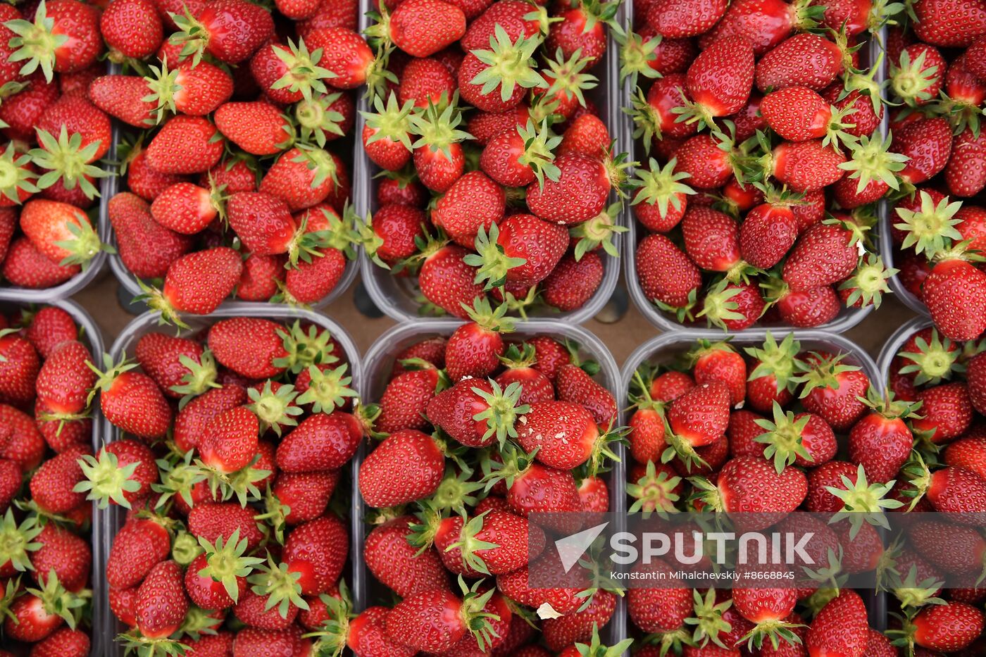 Russia Agriculture Strawberry Harvest